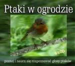 Ptaki W Ogrodzie w sklepie internetowym Gigant.pl