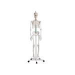 Pełnowymiarowy szkielet anatomiczny człowieka 178 cm w sklepie internetowym Multistore24.pl