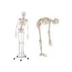 Elastyczny szkielet człowieka z ruchomym kręgosłupem - 176 cm w sklepie internetowym Multistore24.pl