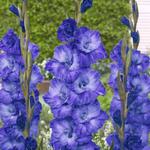 Gladiolus Mieczyk Wielkokwiatowy Cookie 5 szt. w sklepie internetowym Cebulki kwiatowe