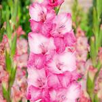 Gladiolus Mieczyk Wielkokwiatowy Fado 5 szt. w sklepie internetowym Cebulki kwiatowe