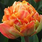 Tulipan pełny pomarańczowy Valdivia 5 szt. w sklepie internetowym Cebulki kwiatowe