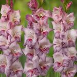 Gladiolus Mieczyk wielkokwiatowy Smokey 5 szt. w sklepie internetowym Cebulki kwiatowe