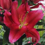 Lilia orientalna Red Dawn XL (18/20) 1 szt. w sklepie internetowym Cebulki kwiatowe