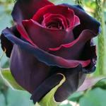 Róża wielkokwiatowa bordowa 1 szt. w sklepie internetowym Cebulki kwiatowe