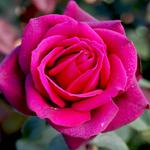 Róża wielkokwiatowa ciemnoróżowa 1 szt. w sklepie internetowym Cebulki kwiatowe
