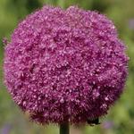 Allium Czosnek Lucy Ball 1 szt. w sklepie internetowym Cebulki kwiatowe