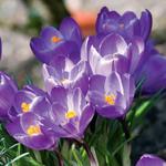 Krokus wiosenny Flower Record 10 szt. w sklepie internetowym Cebulki kwiatowe