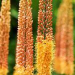 Eremurus Pustynnik Cleopatra 1 szt. w sklepie internetowym Cebulki kwiatowe