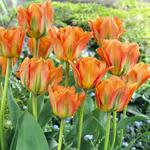 Tulipan Fostera niski Orange Emperor 5 szt. w sklepie internetowym Cebulki kwiatowe