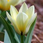 Tulipan Fostera niski Purissima 5 szt. w sklepie internetowym Cebulki kwiatowe