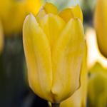 Tulipan Fostera niski Candela 5 szt. w sklepie internetowym Cebulki kwiatowe