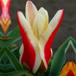 Tulipan Fostera niski Zombie 5 szt. w sklepie internetowym Cebulki kwiatowe
