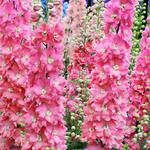 Delphinium Ostróżka różowa 1 szt. w sklepie internetowym Cebulki kwiatowe
