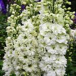 Delphinium Ostróżka biała 1 szt. w sklepie internetowym Cebulki kwiatowe