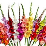 Gladiolus Mieczyk na kwiat cięty mix 5 szt. w sklepie internetowym Cebulki kwiatowe