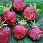Sadzonka Truskawka Cherry Berry - Słodka -1 szt. w sklepie internetowym Cebulki kwiatowe