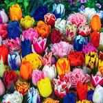 Tulipany mix gatunków i odmian z kolekcji 5 szt. w sklepie internetowym Cebulki kwiatowe