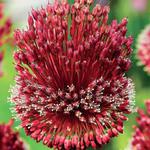 Allium Czosnek Red Mohican 1 szt. w sklepie internetowym Cebulki kwiatowe