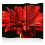 Parawan 5-częściowy - Czerwona gerbera II [Room Dividers] w sklepie internetowym Radimar