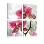 Obraz - Fantazyjna orchidea OBRAZ NA PŁÓTNIE WŁOSKIM w sklepie internetowym Radimar