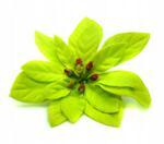 Poinsecja - główka welur green 6 szt sztuczne kwiaty jak żywe w sklepie internetowym MyFlowers.pl