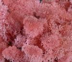 MECH Chrobotek Reniferowy 20.Pink 5 kg mech na ścianę, mech norweski, różowy w sklepie internetowym MyFlowers.pl