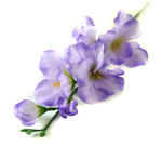 K457 MIECZYk gałązka wys.48 cm Violet sztuczne kwiaty jak żywe w sklepie internetowym MyFlowers.pl