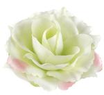 Róża satynowa główka Lt.Green/ Pink edge w sklepie internetowym MyFlowers.pl