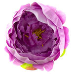 W383 Peonia tafta główka Lilac CUDNA! w sklepie internetowym MyFlowers.pl