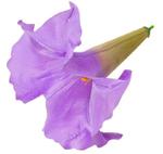 Datura główka Violet/Purple sztuczne kwiaty jak żywe w sklepie internetowym MyFlowers.pl