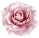 Róża satynowa główka Tt.pink w sklepie internetowym MyFlowers.pl