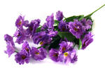 D35 Gipsówka Violet w sklepie internetowym MyFlowers.pl