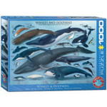 PUZZLE 1000 WIELORYBY I DELFINY 6000-0082 w sklepie internetowym ksiazkitanie.pl