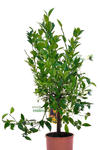 Mandarynka Satsuma drzewko w sklepie internetowym Włoskie Rośliny