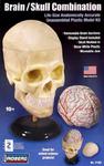 Model plastikowy - Ludzka czaszka i mózg - Lindberg w sklepie internetowym Fantastyczne-Zakupy.pl