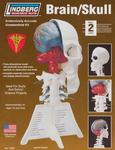 Model plastikowy Lindberg - Mózg / czaszka ludzka w sklepie internetowym Fantastyczne-Zakupy.pl