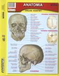 Ściąga składana. Anatomia, część 2. Układ kostny w sklepie internetowym Booknet.net.pl