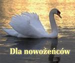 Perełka 198 .Dla nowożeńców w sklepie internetowym Booknet.net.pl